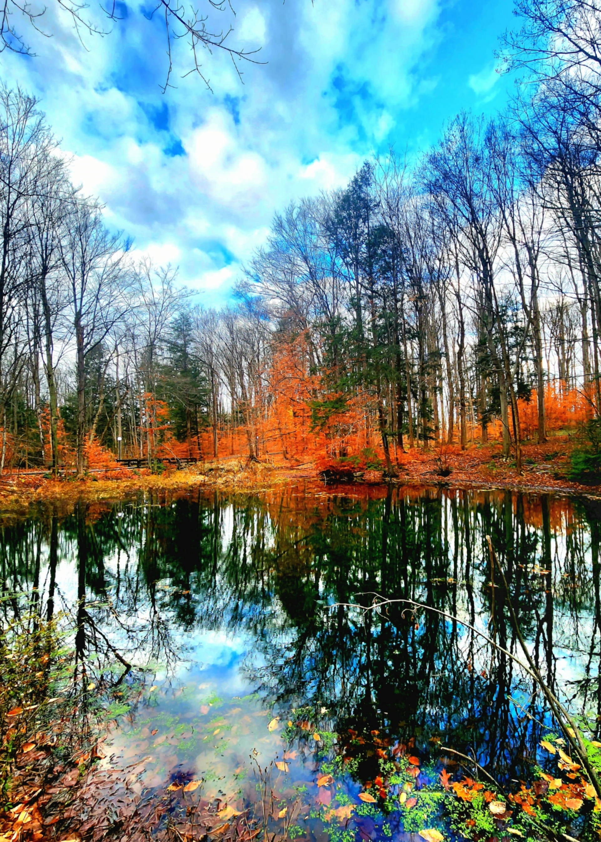 Colorful Fall Trees - Photo Credit: Yvette DesGroseilliers